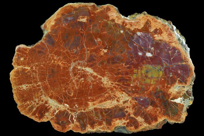 Colorful Petrified Wood (Araucarioxylon) Slab - Arizona #166065